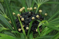 /album/kuranda/img-2871-800x533-jpg/